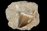 Mosasaur (Prognathodon) Tooth In Rock #85645-1